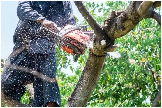 tree services Plumsteadville